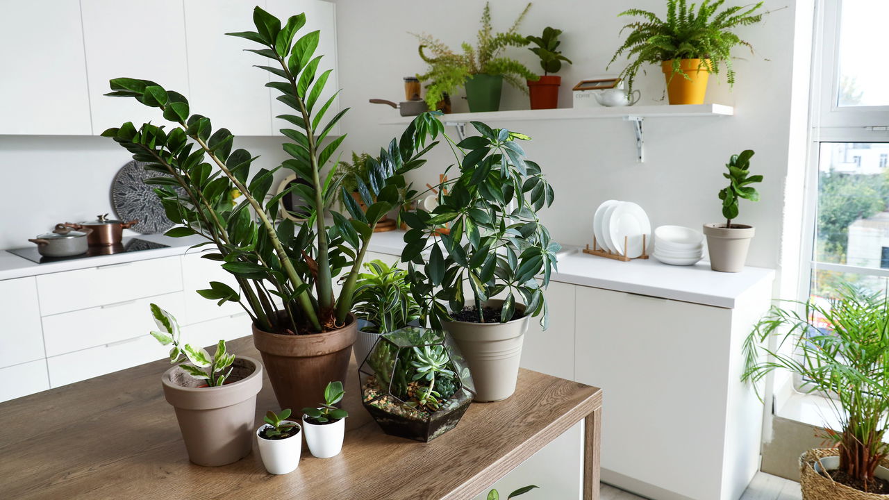 plantas que limpam o ar e não precisam de sol
