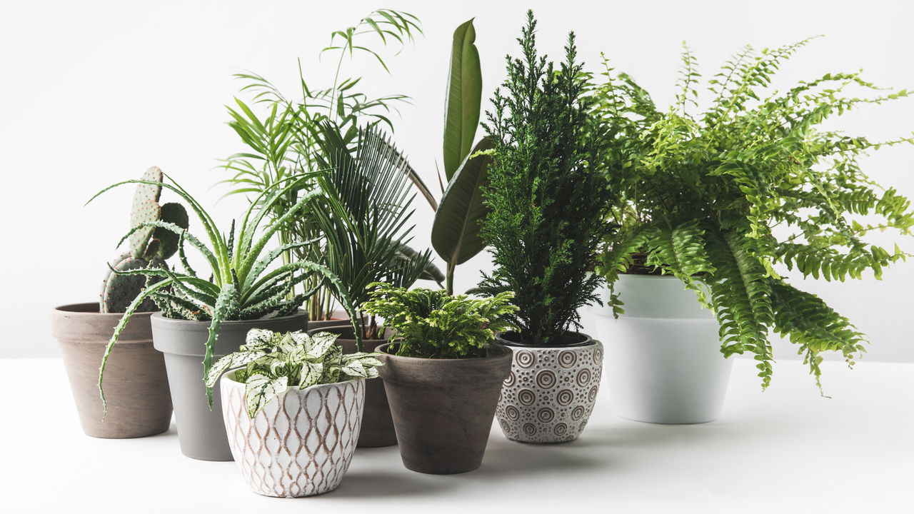 melhores plantas para sombra que purificam o ar