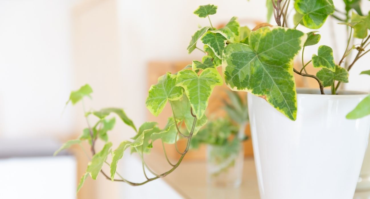 plantas que limpam o ar e não precisam de sol