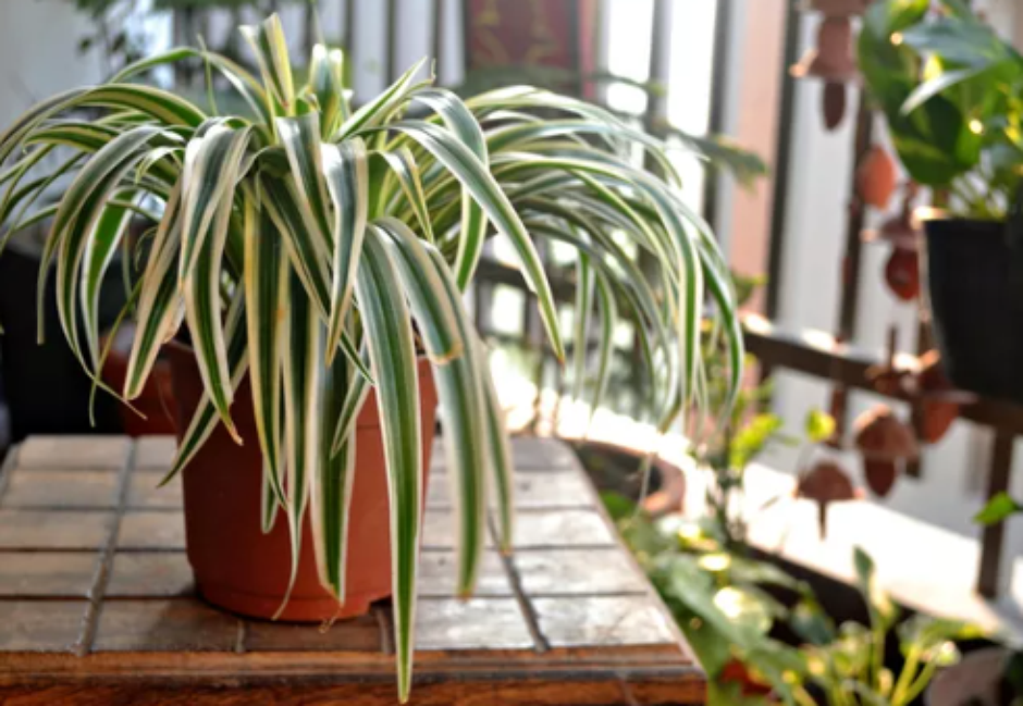 melhores plantas para sombra que purificam o ar