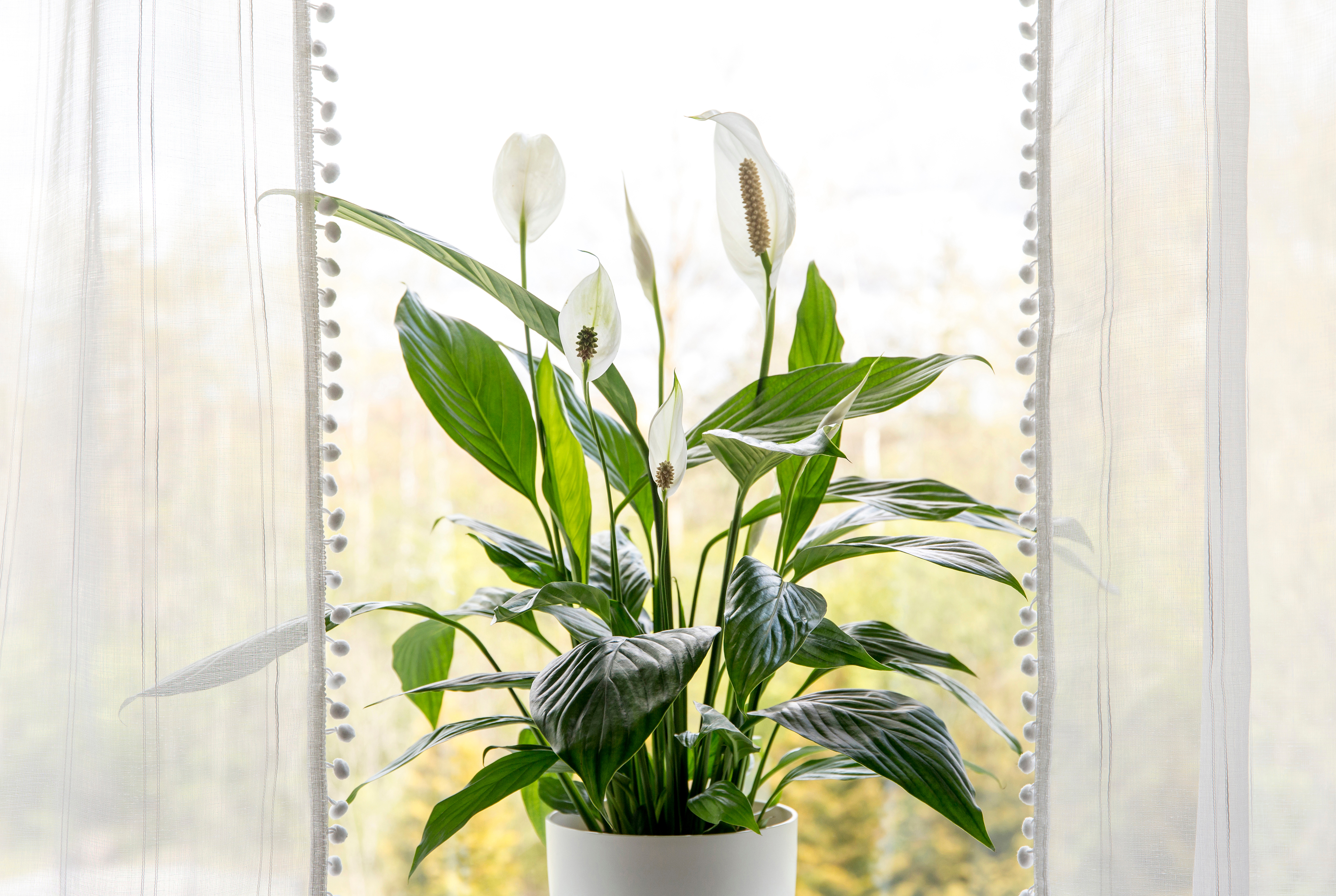 como ter ar puro em casa com pouca luz natural