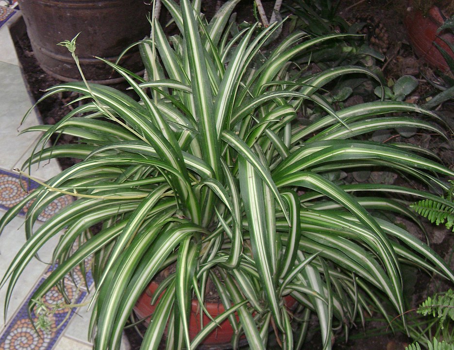 plantas que absorvem toxinas e vivem na sombra