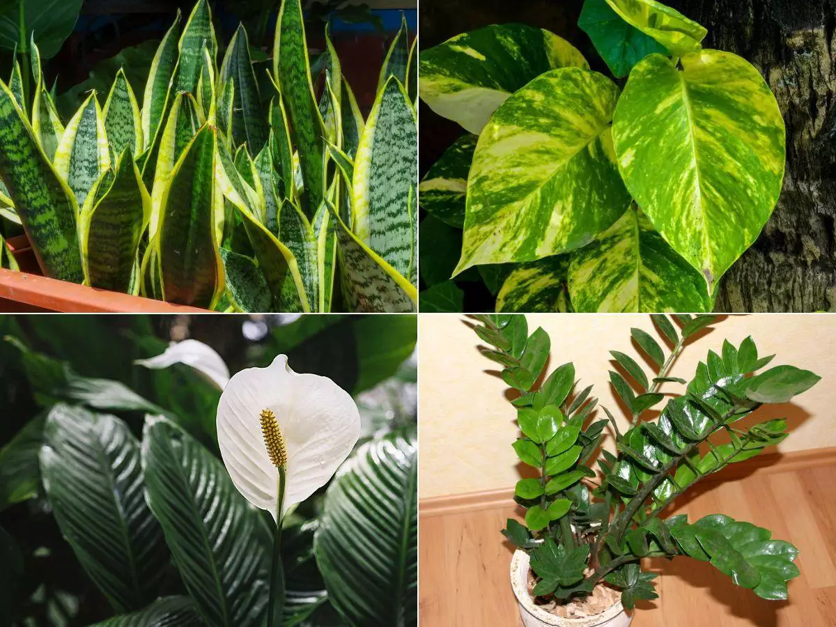 guia de plantas para purificar o ar em apartamentos sombreados