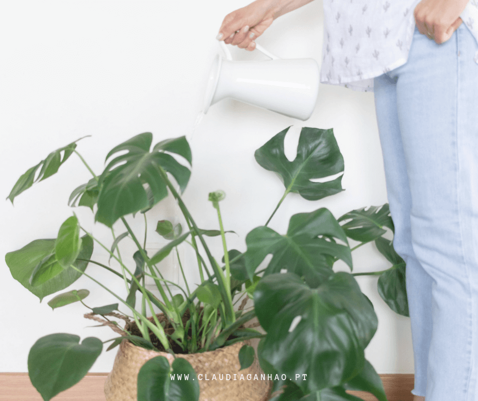 benefícios das plantas de sombra para a qualidade do ar