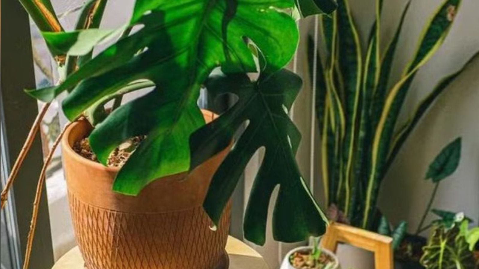 plantas de interior fáceis de cuidar e que purificam o ar em sombra