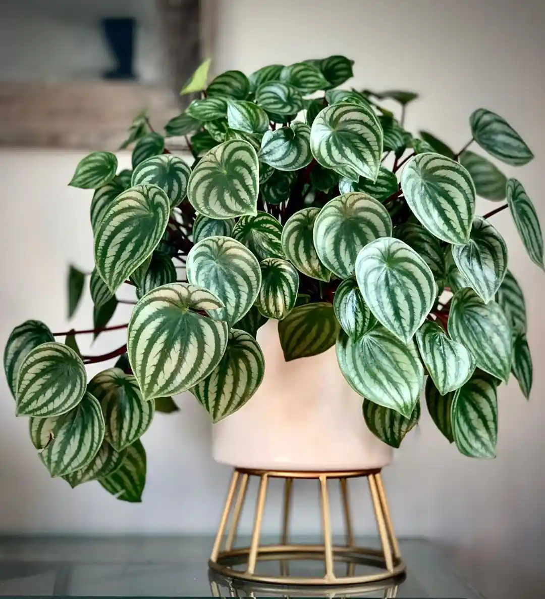 lista de plantas que melhoram a qualidade do ar em ambientes internos com pouca luz