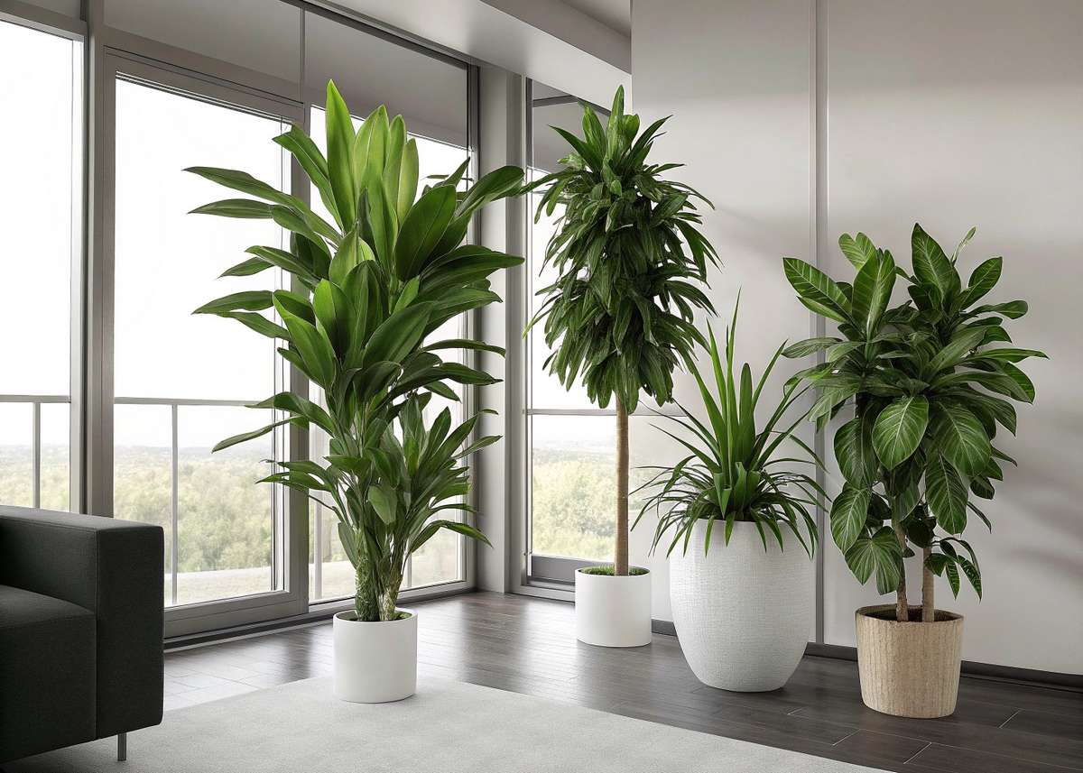 plantas que limpam o ar e não precisam de sol