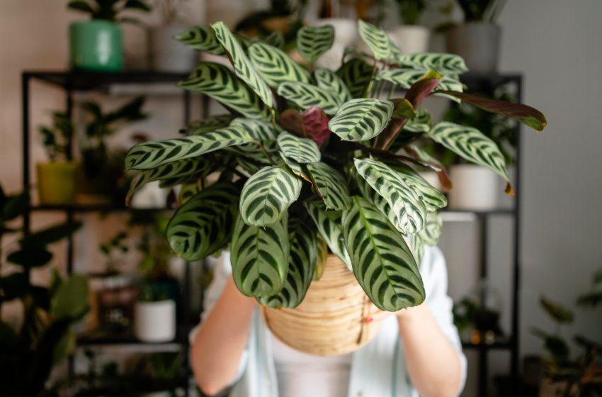 plantas de interior para ambientes escuros que melhoram o ar