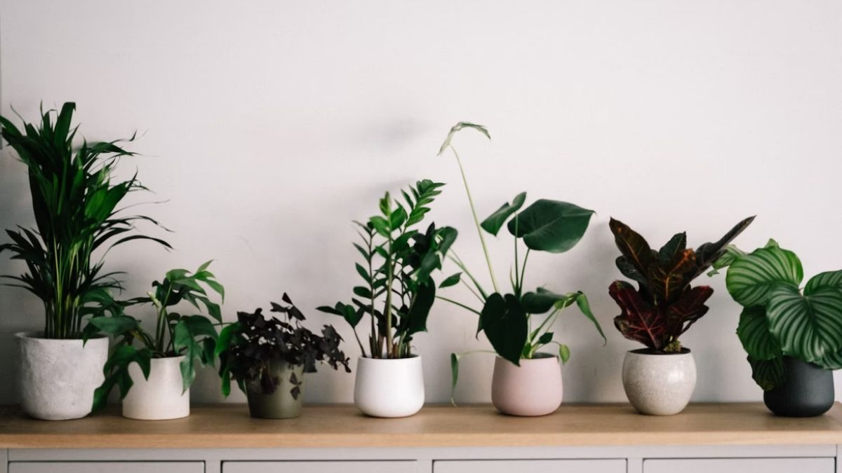 espécies de plantas purificadoras de ar para baixa luminosidade