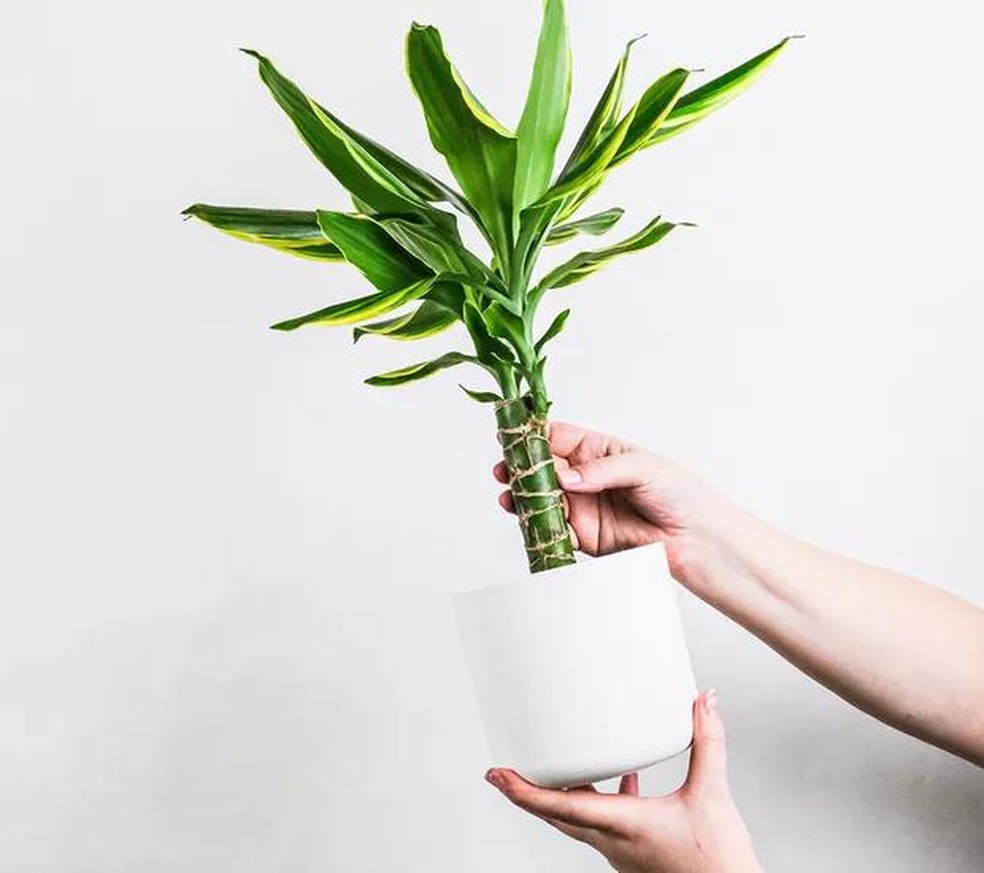 plantas que absorvem toxinas e vivem na sombra