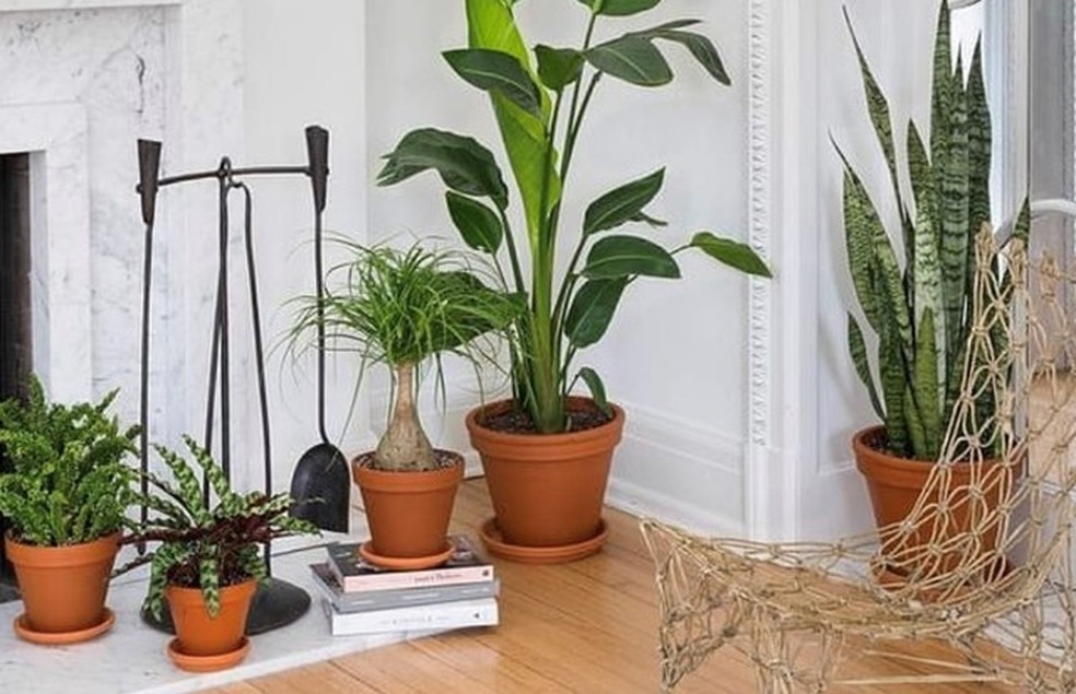 guia de plantas para purificar o ar em apartamentos sombreados