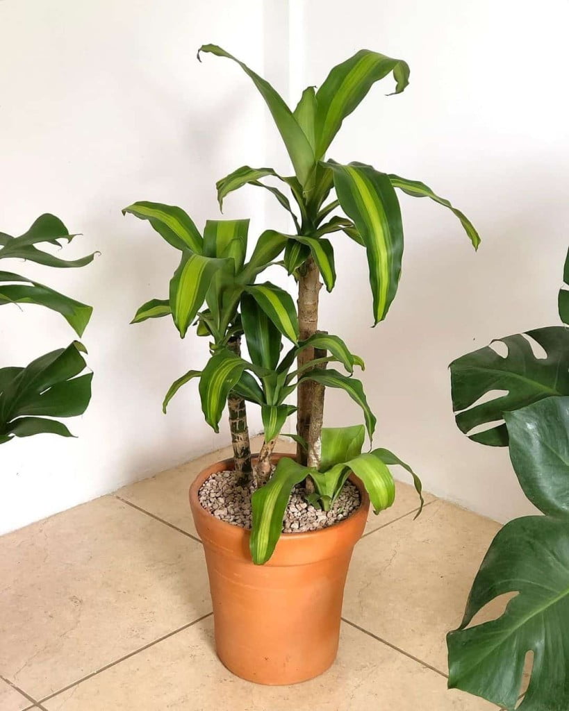 benefícios das plantas de sombra para a qualidade do ar