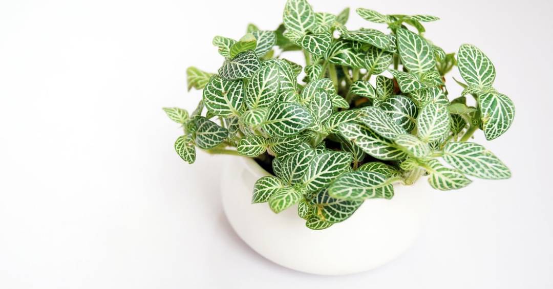 lista de plantas que melhoram a qualidade do ar em ambientes internos com pouca luz