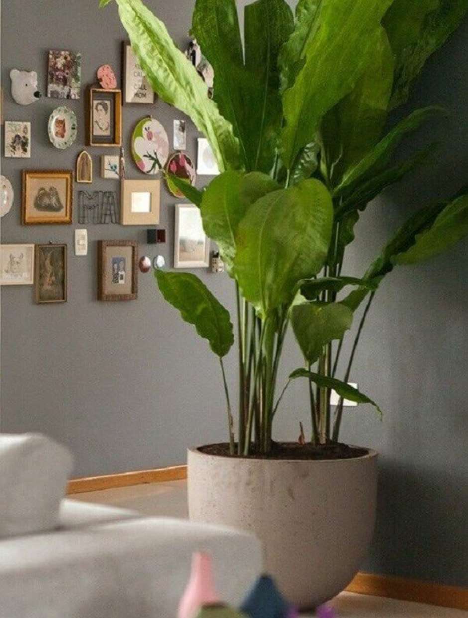 plantas purificadoras de ar para sala