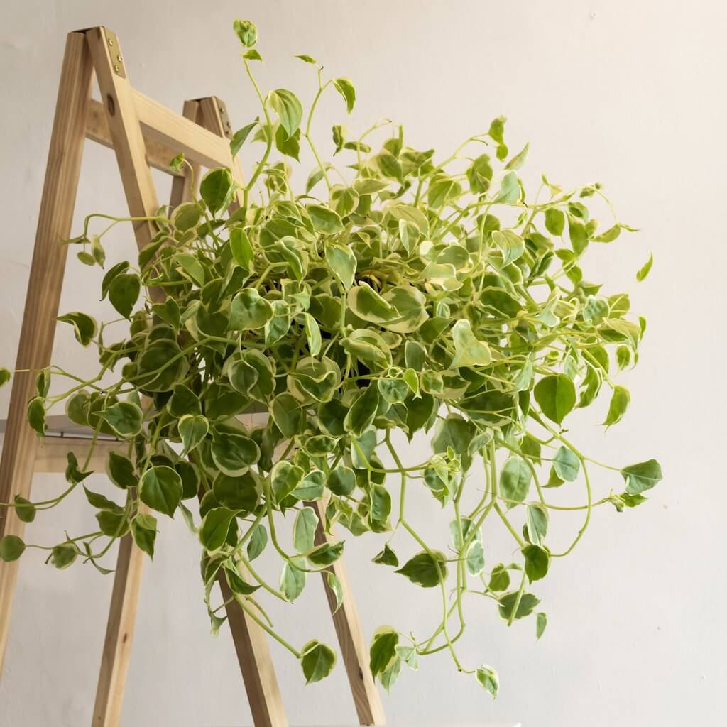 plantas decorativas para sala de estar