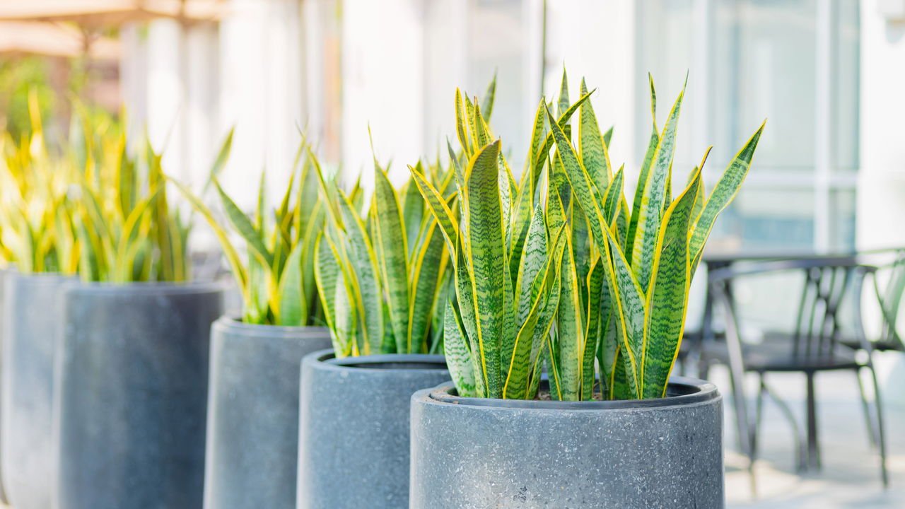 plantas pendentes para sala