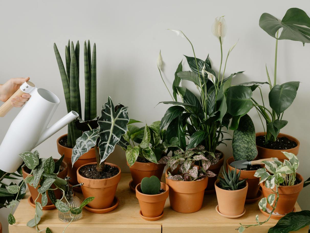 plantas para sala com pouca luz