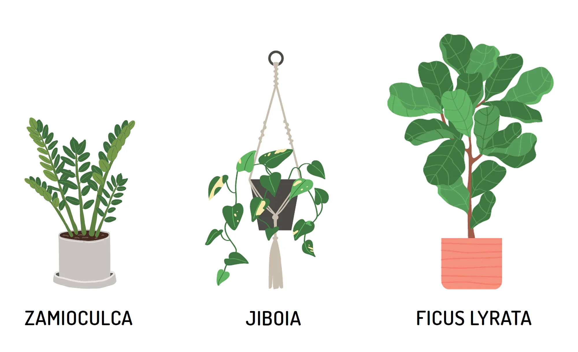 plantas fáceis de cuidar sala