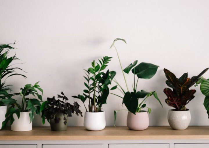 plantas purificadoras de ar para sala