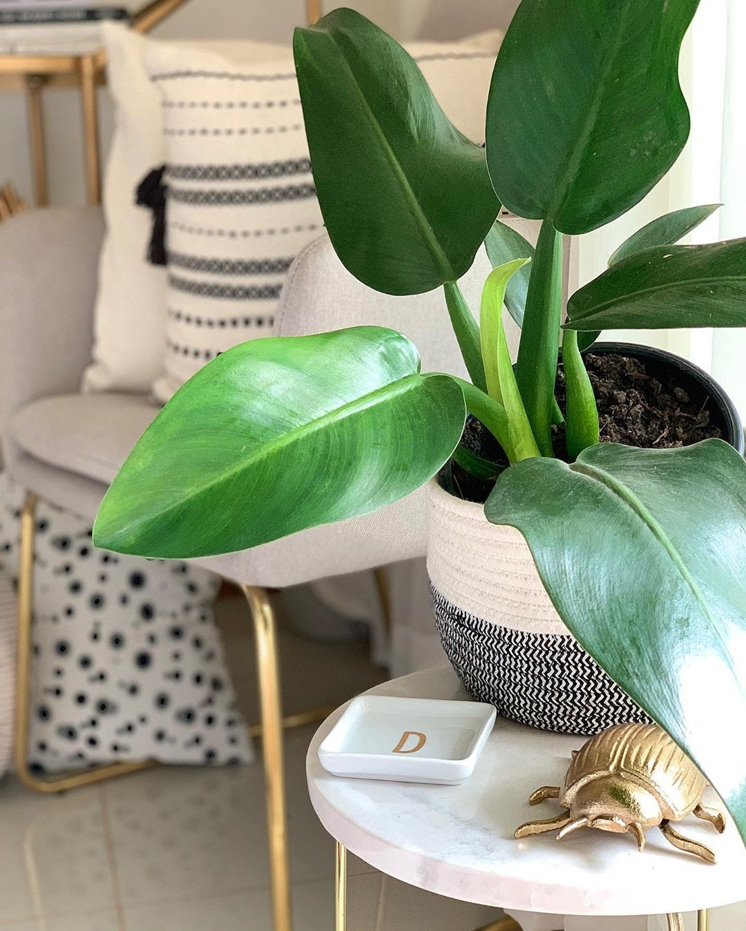 melhores plantas para apartamento sala