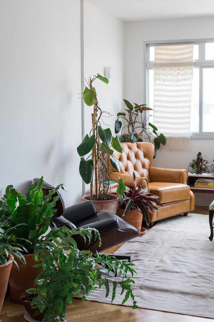 plantas decorativas para sala de estar