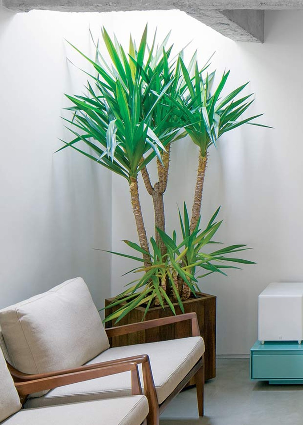 como escolher plantas para sala