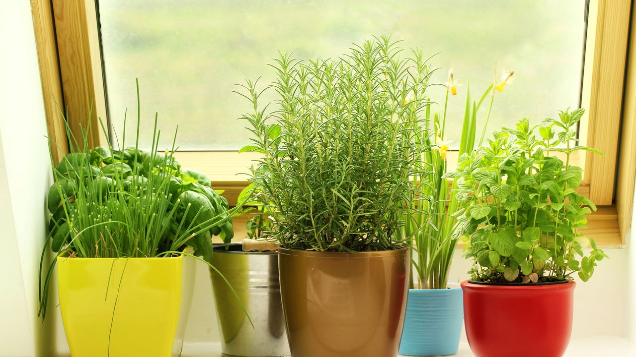 sol para temperos em apartamento