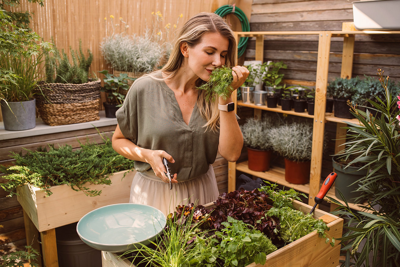 orégano para cultivo interno