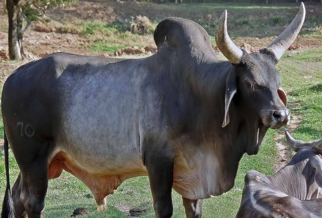 significado de sonhar com boi furioso