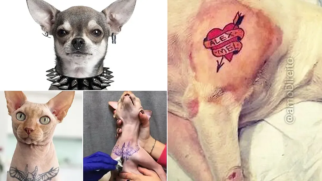 cicatrização piercing